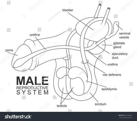 penis photo|Male Genitalia Pictures, Anatomy & Diagram 